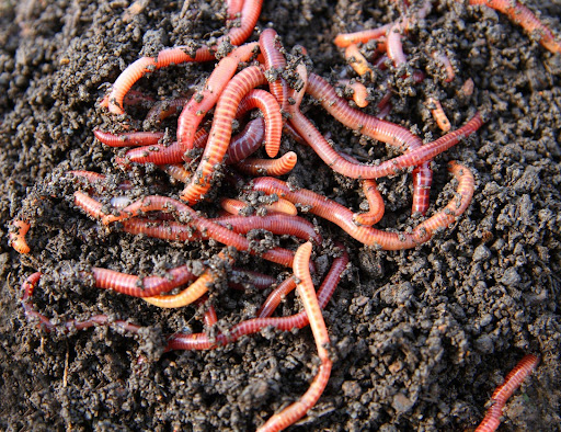 Worms for composting in Estonia